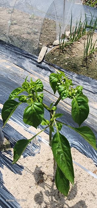 한밭골님의 고추 · 병해충상담 작성글 사진