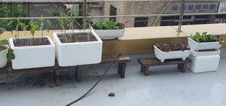 오늘도행복님의 상추 · 영농일지 작성글 사진