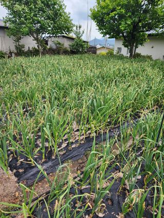 죽장인님의 마늘 · 병해충상담 작성글 사진