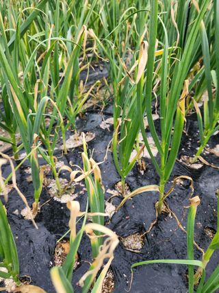 죽장인님의 마늘 · 병해충상담 작성글 사진