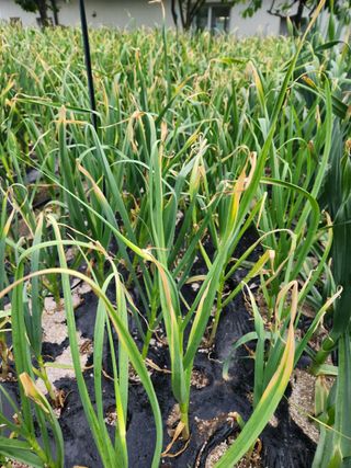 죽장인님의 마늘 · 병해충상담 작성글 사진