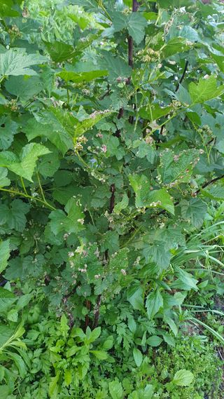 류강주님의 딸기 · 병해충상담 작성글 사진