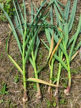 팜모닝 농사, 무엇이든 물어보세요!·참여글 게시글 이미지