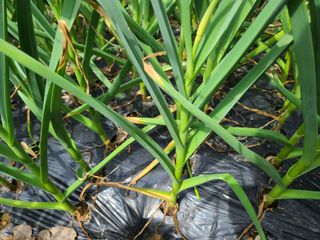 MACLEE님의 농사, 무엇이든 물어보세요! · 참여글 작성글 사진