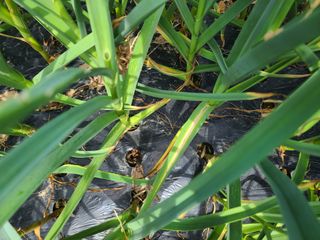 MACLEE님의 농사, 무엇이든 물어보세요! · 참여글 작성글 사진