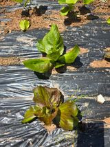 팜모닝 자유주제·자유게시판 게시글 이미지