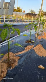 팜모닝 자유주제·사진전 게시글 이미지