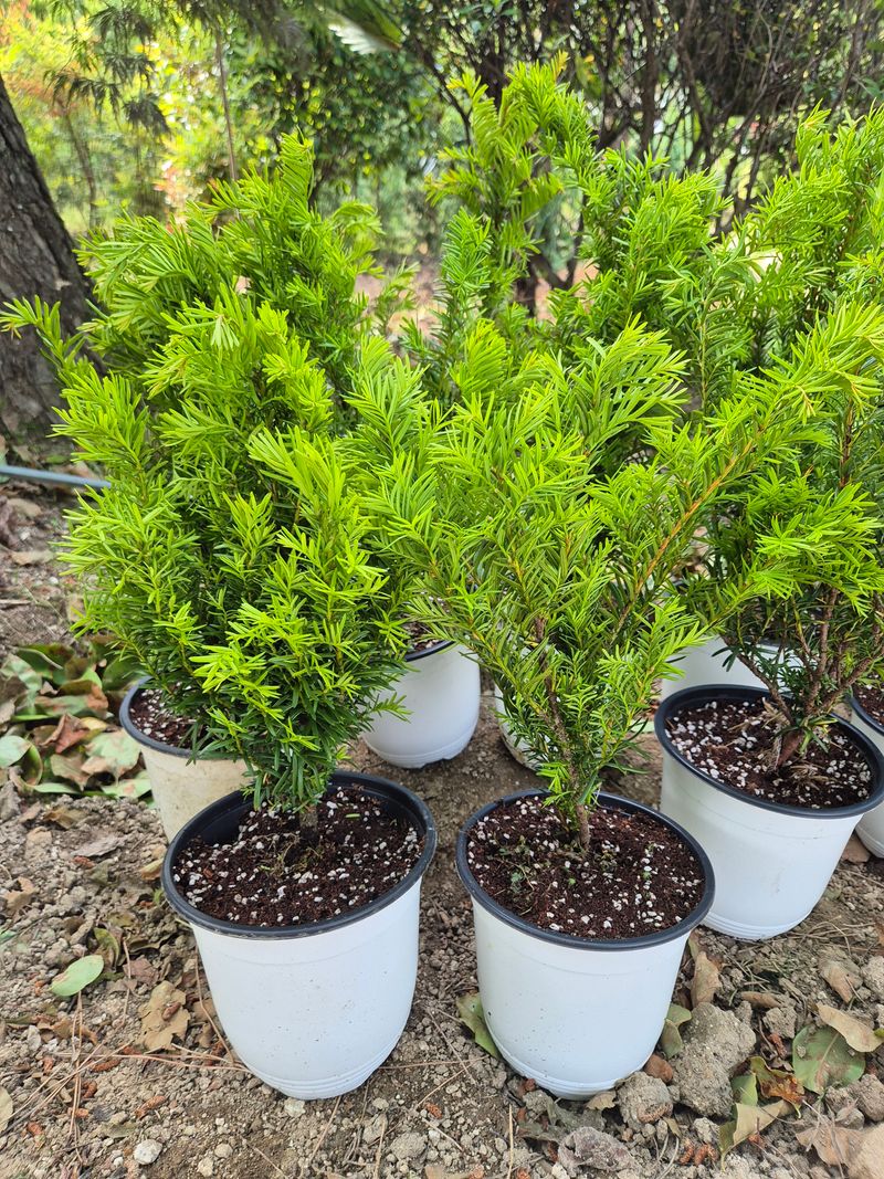 장터 상품 [주목나무] 썸네일