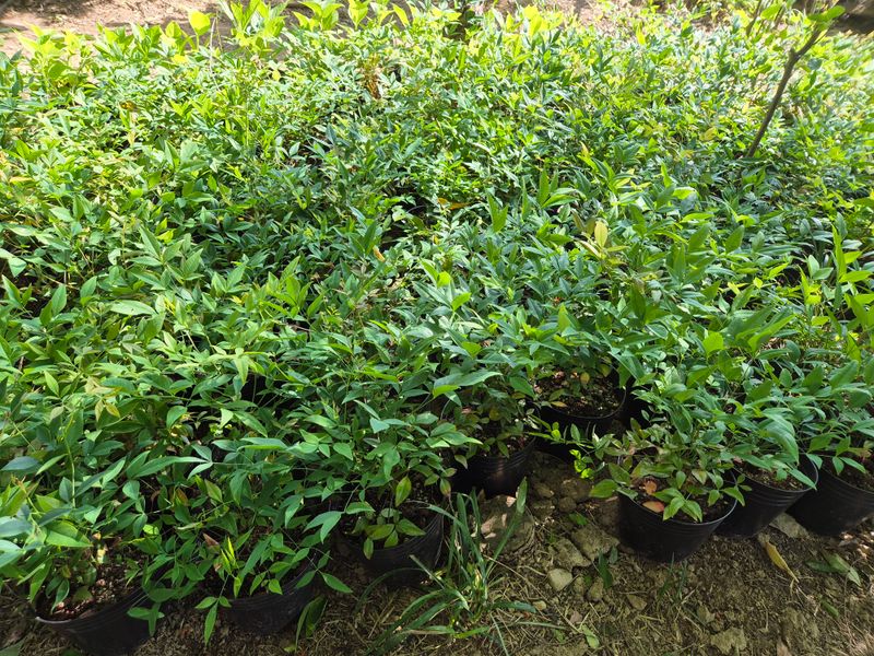 장터 상품 [남천] 썸네일