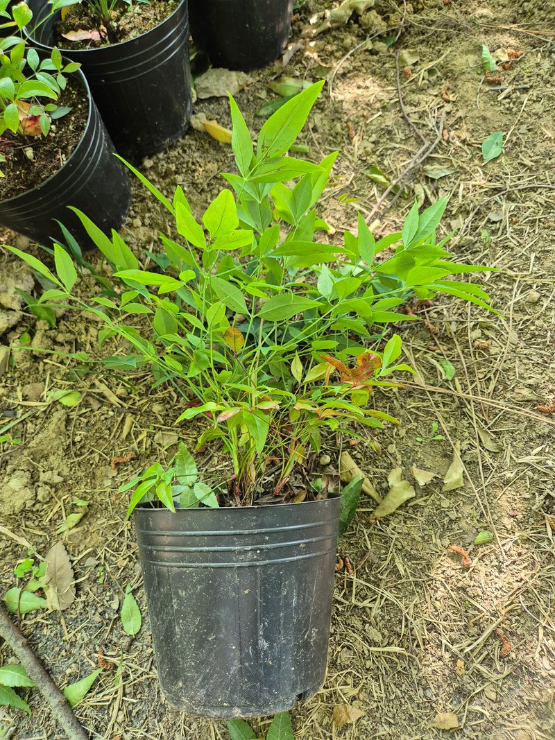 박병준님의 장터 판매 상품 [남천] 첨부 사진