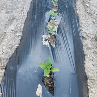 하연희님의 참깨 · 병해충상담 작성글 사진