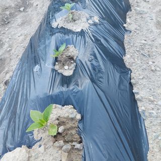 하연희님의 참깨 · 병해충상담 작성글 사진