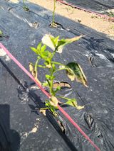 팜모닝 농사, 무엇이든 물어보세요!·참여글 게시글 이미지