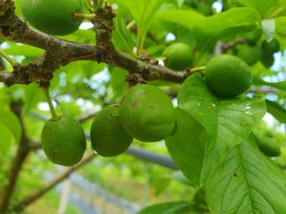 초보님의 자두 · 병해충상담 작성글 사진