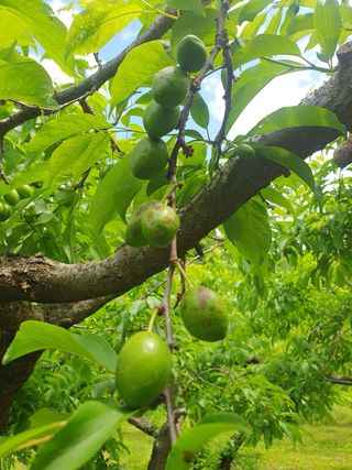 초보님의 자두 · 병해충상담 작성글 사진