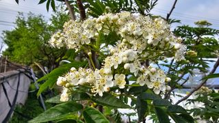 삼례텃밭지기님의 자유주제 · 자유게시판 작성글 사진