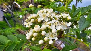 삼례텃밭지기님의 자유주제 · 자유게시판 작성글 사진