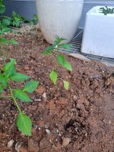 팜모닝 자유주제·자유게시판 게시글 이미지