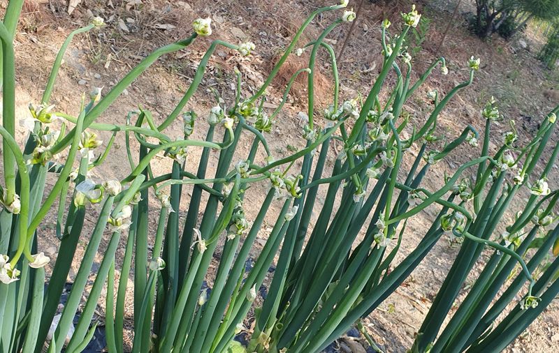 인생은 소풍처럼님의 장터 판매 상품 [삼동대파주아50개마감] 첨부 사진