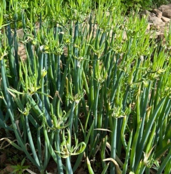 인생은 소풍처럼님의 장터 판매 상품 [삼동대파주아50개마감] 첨부 사진