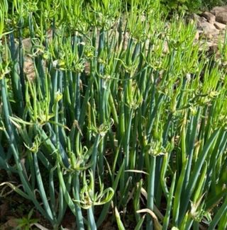 인생은 소풍처럼~님의 작성글 사진