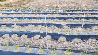 고추7938님의 고추 · 병해충상담 작성글 사진