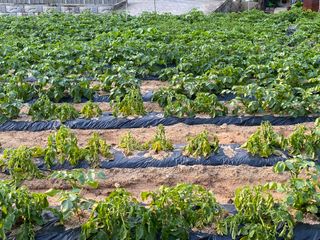 이재운님의 감자 · 병해충상담 작성글 사진