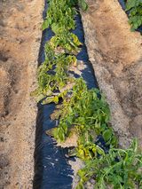 팜모닝 감자·병해충상담 게시글 이미지