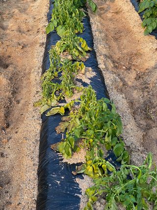 이재운님의 감자 · 병해충상담 작성글 사진