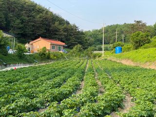 이재운님의 감자 · 병해충상담 작성글 사진