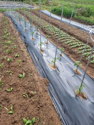 태추님의 팜이웃과 출근/퇴근 같이해요! · 참여글 작성글 사진