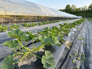 오대환님의 호박 · 영농일지 작성글 사진