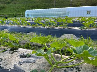 오대환님의 호박 · 영농일지 작성글 사진