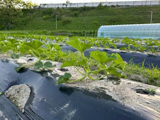 오대환님의 호박 · 영농일지 작성글 사진