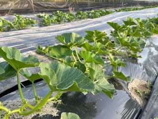 오대환님의 호박 · 영농일지 작성글 사진