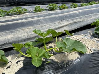 오대환님의 호박 · 영농일지 작성글 사진