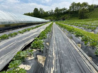 오대환님의 호박 · 영농일지 작성글 사진