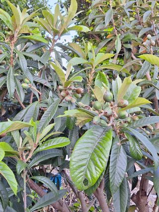 완도고금유자님의 농사, 무엇이든 물어보세요! · 참여글 작성글 사진