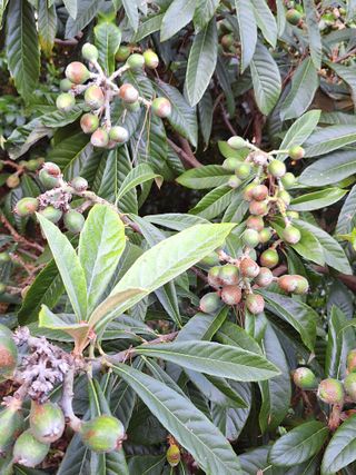 완도고금유자님의 농사, 무엇이든 물어보세요! · 참여글 작성글 사진