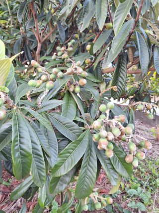 완도고금유자님의 농사, 무엇이든 물어보세요! · 참여글 작성글 사진