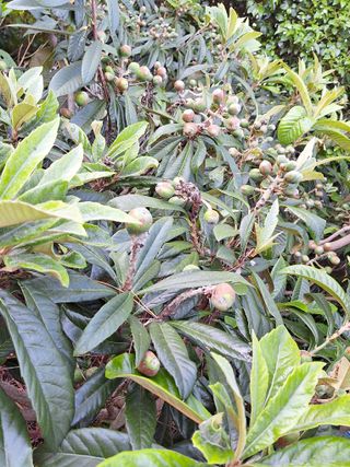 완도고금유자님의 농사, 무엇이든 물어보세요! · 참여글 작성글 사진