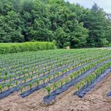 팜모닝 옥수수·영농일지 게시글 이미지