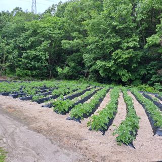 가을사랑님의 옥수수 · 영농일지 작성글 사진