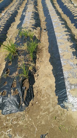 정보센터님의 고구마 · 영농일지 작성글 사진