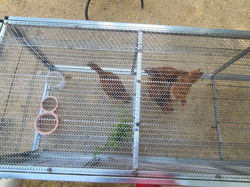 봉주르님의 장터 판매 상품 [조립식 닭장,토끼장 팝니다 ] 첨부 사진