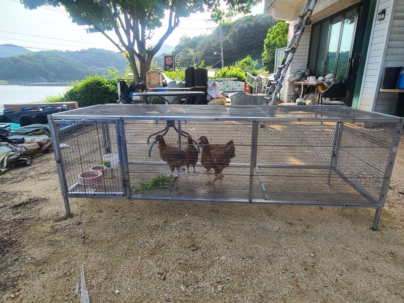 봉주르님의 장터 판매 상품 [조립식 닭장,토끼장 팝니다 ] 첨부 사진