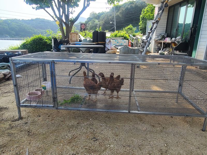 봉주르님의 장터 판매 상품 [조립식 닭장,토끼장 팝니다 ] 첨부 사진