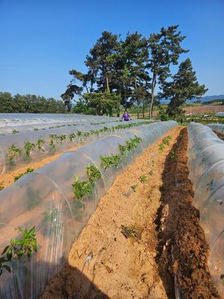 임은주님의 팜이웃과 출근/퇴근 같이해요! · 참여글 작성글 사진