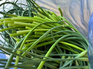 최성진님의 마늘 · 영농일지 작성글 사진