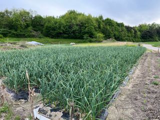 최성진님의 마늘 · 영농일지 작성글 사진